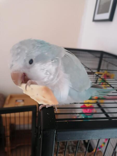 5-month-old-female-quaker-parrot-713447-2_800X600