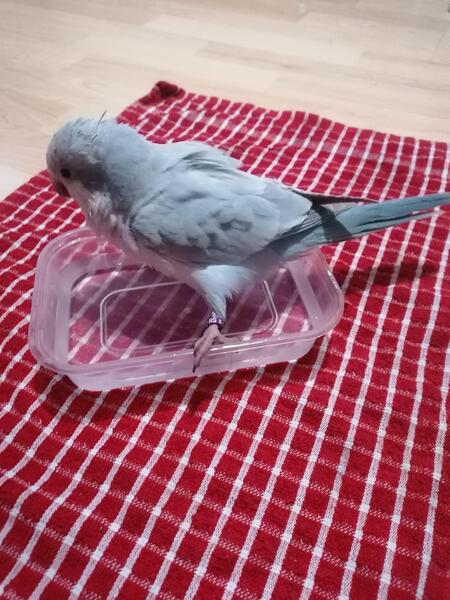 5-month-old-female-quaker-parrot-713447-4_800X600