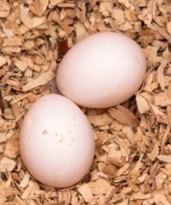 Parrot Eggs