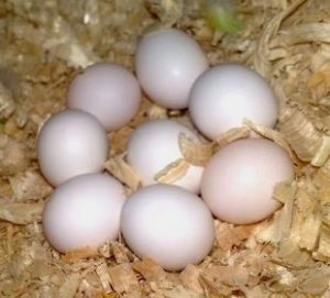 Hyacinth-macaw-Eggs