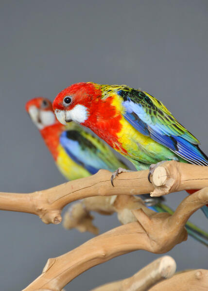 baby-red-lored-amazon-talking-parrot-638982-1_800X600