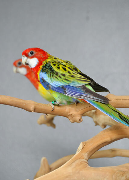 baby-red-lored-amazon-talking-parrot-638982-2_800X600