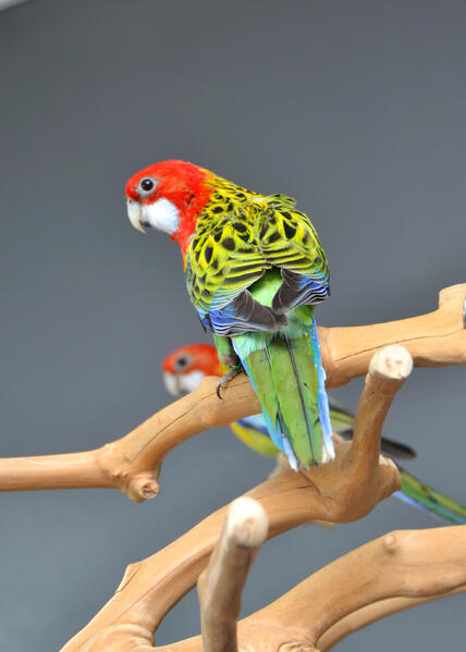 baby-red-lored-amazon-talking-parrot-638982-3_800X600
