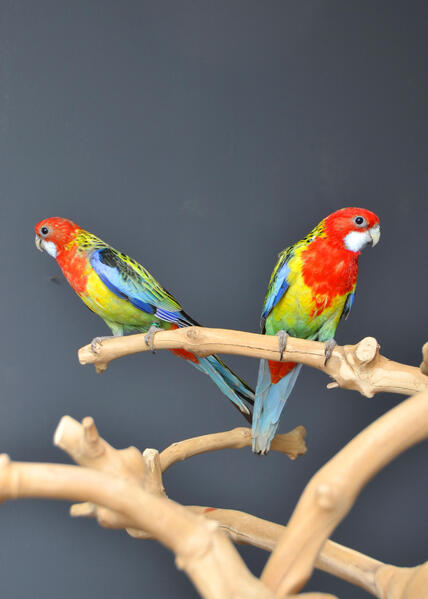 baby-red-lored-amazon-talking-parrot-638982-4_800X600