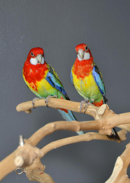 baby-red-lored-amazon-talking-parrot-638982-6_800X600