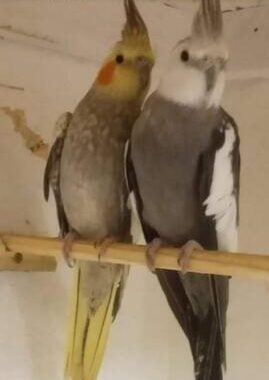 pair-of-cockatiels-712090-1_800X600