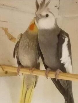 pair-of-cockatiels-712090-2_800X600