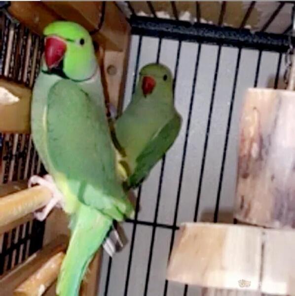 pair-of-green-ringneck-parrots-716491-1_800X600