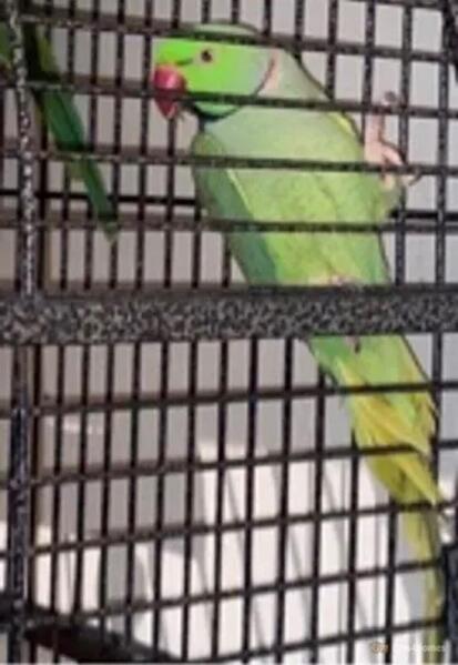 pair-of-green-ringneck-parrots-716491-2_800X600