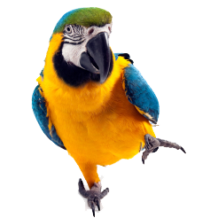Parrots