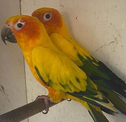 proven-pair-of-sun-conures-714163-1_800X600